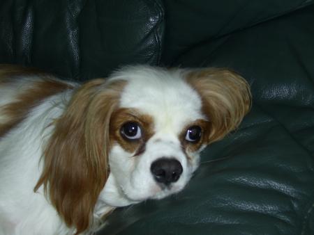mon chien adore